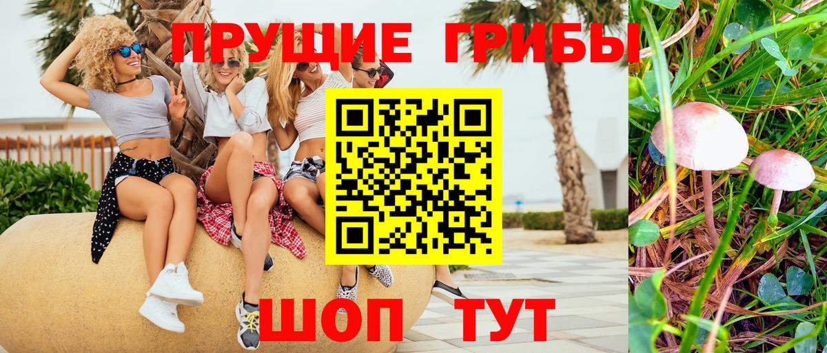 Ипатово  Галлюциногенные грибы Psilocybine cubensis  Вход с VPN 